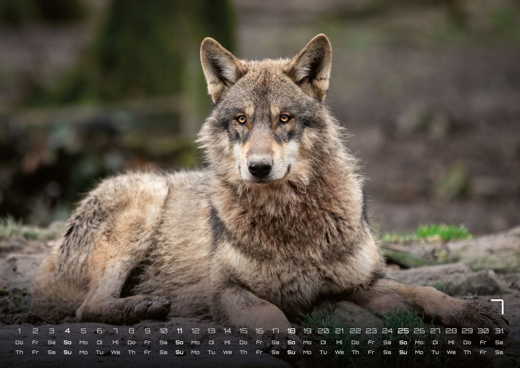 Weitere Ansicht: Wolf - Im Schatten des Waldes - 2027 - Kalender DIN A2