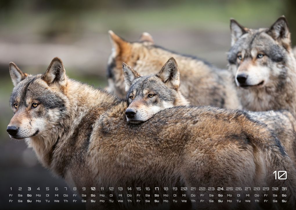 Weitere Ansicht: Wolf - Im Schatten des Waldes - 2027 - Kalender DIN A2