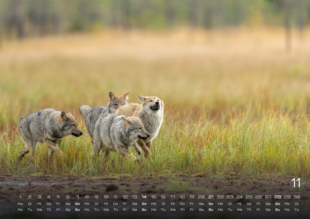Weitere Ansicht: Wolf - Im Schatten des Waldes - 2027 - Kalender DIN A2