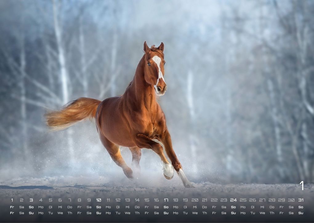 Weitere Ansicht: Pferdegeflüster - Der Pferdekalender - 2027 - Kalender DIN A3