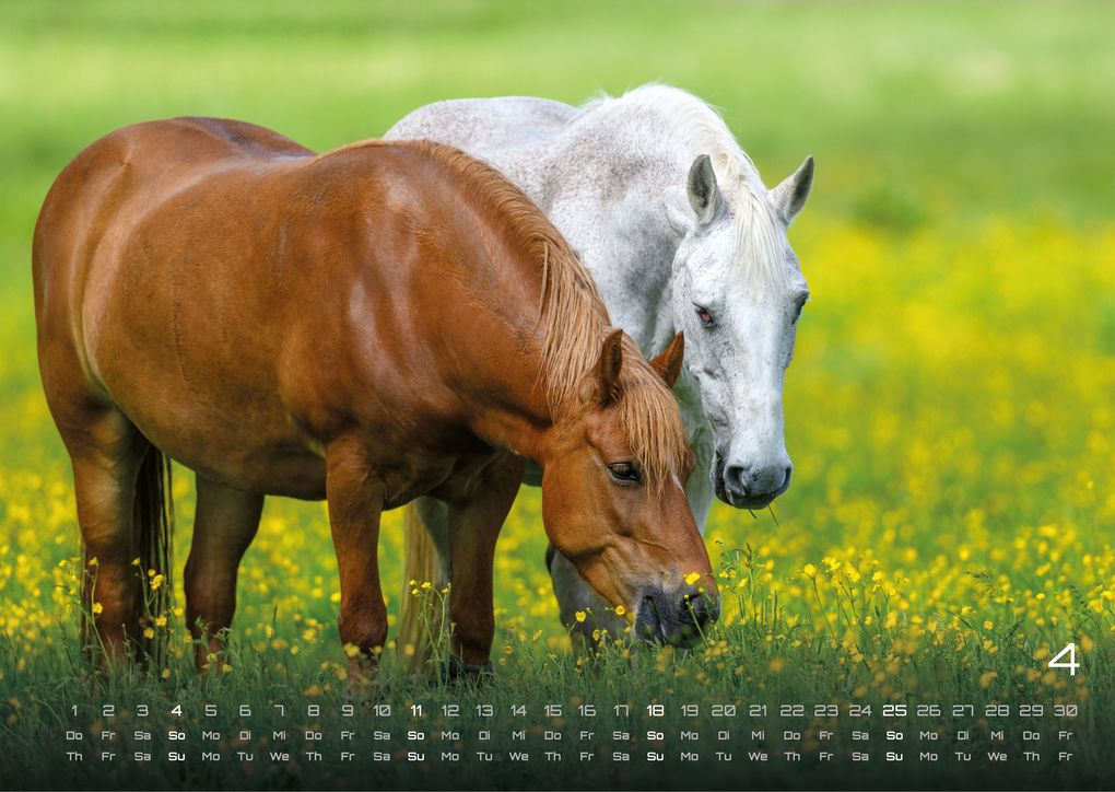 Weitere Ansicht: Pferdegeflüster - Der Pferdekalender - 2027 - Kalender DIN A3