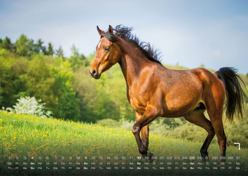 Weitere Ansicht: Pferdegeflüster - Der Pferdekalender - 2027 - Kalender DIN A3