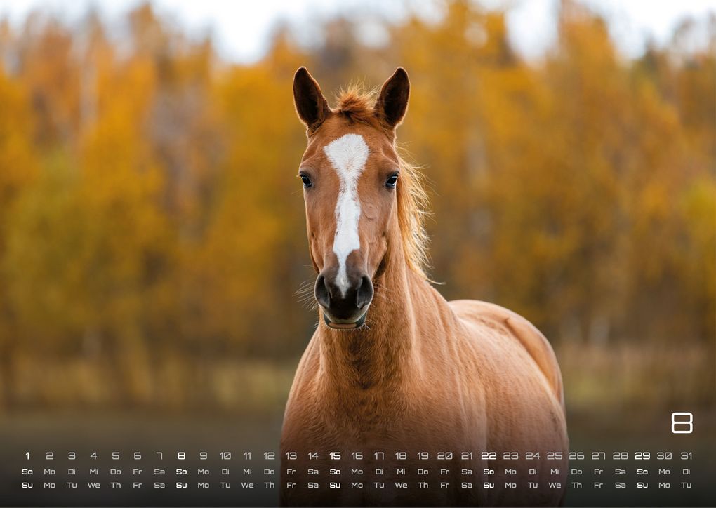 Weitere Ansicht: Pferdegeflüster - Der Pferdekalender - 2027 - Kalender DIN A3