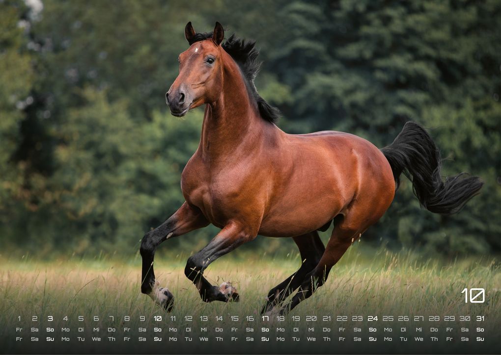Weitere Ansicht: Pferdegeflüster - Der Pferdekalender - 2027 - Kalender DIN A3