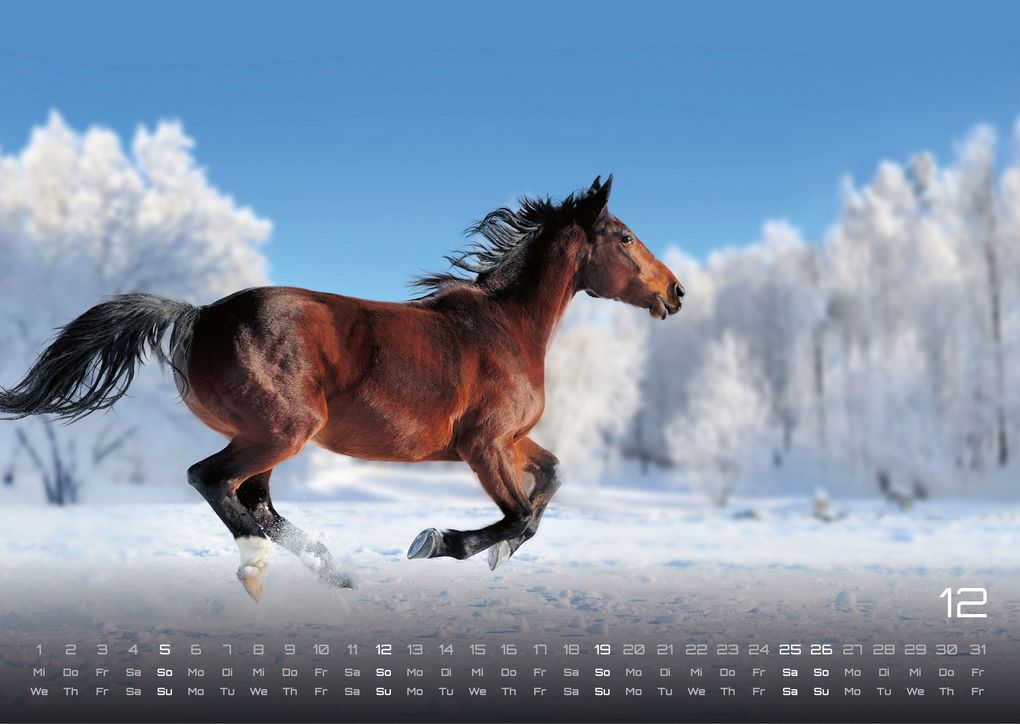 Weitere Ansicht: Pferdegeflüster - Der Pferdekalender - 2027 - Kalender DIN A3