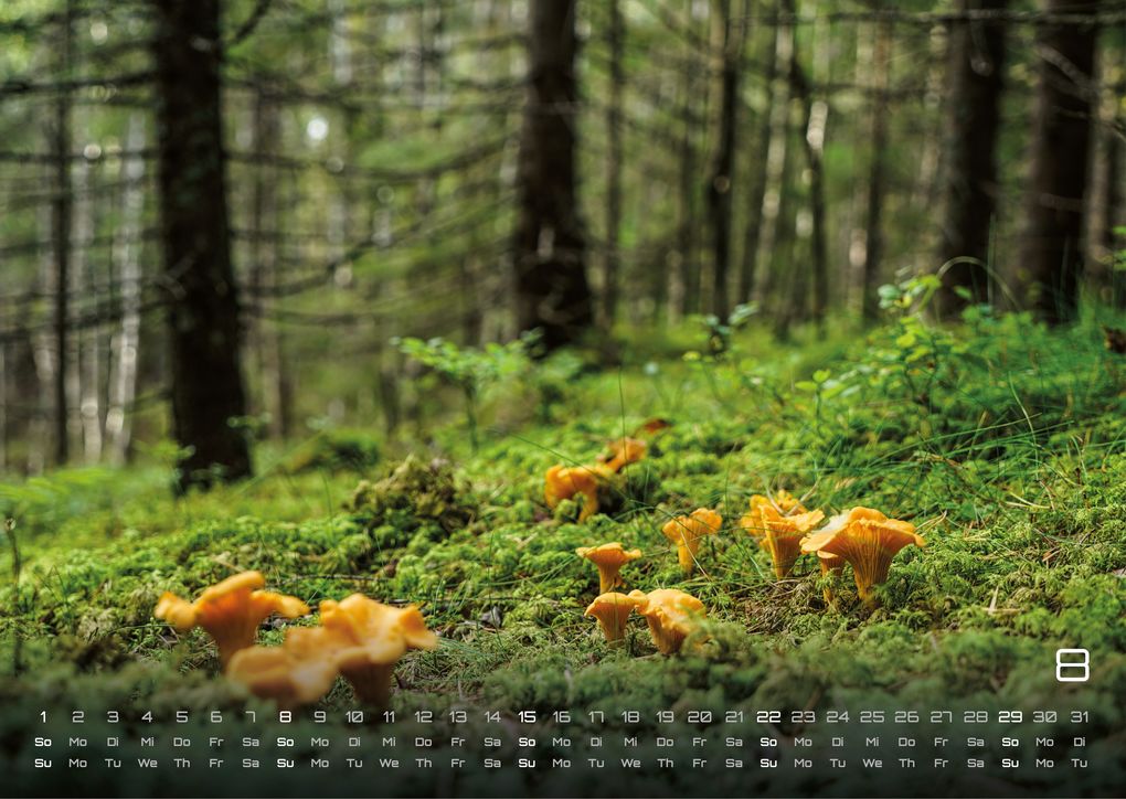 Weitere Ansicht: Wald - Erholung für Mensch und Tier - 2027 - Kalender DIN A3