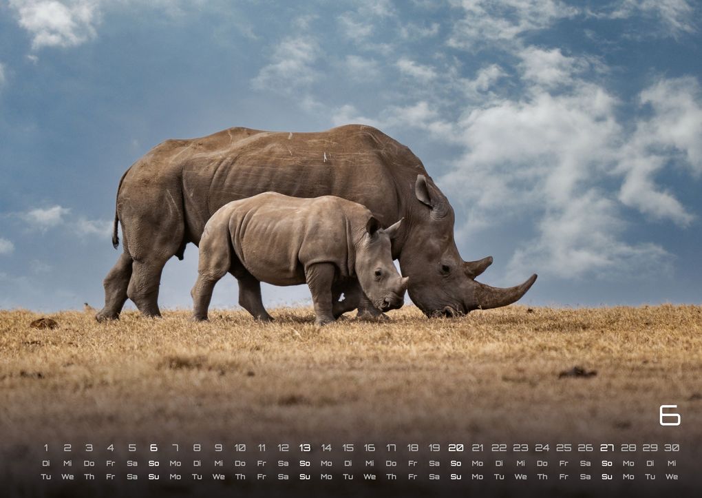 Weitere Ansicht: Afrikas Tierwelt - Der Tierkalender - 2027 - Kalender DIN A2