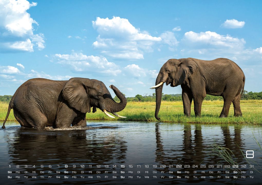 Weitere Ansicht: Afrikas Tierwelt - Der Tierkalender - 2027 - Kalender DIN A2