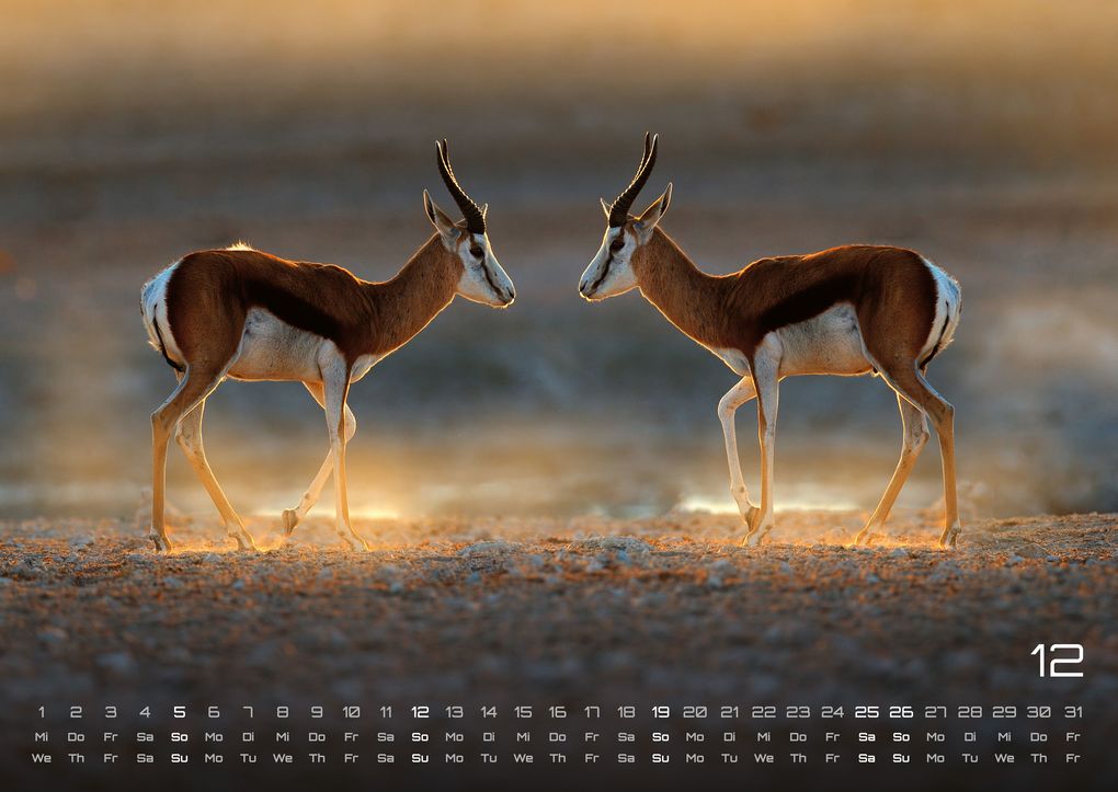 Weitere Ansicht: Afrikas Tierwelt - Der Tierkalender - 2027 - Kalender DIN A2