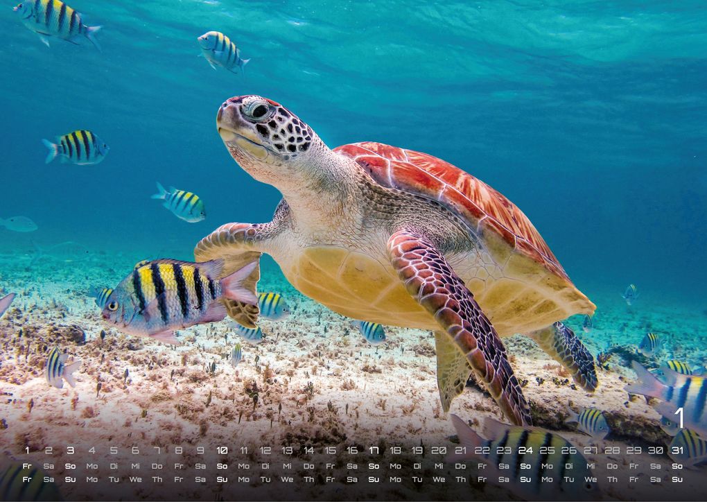 Weitere Ansicht: Sealife - verborgene Tiefen - 2027 - Kalender DIN A3