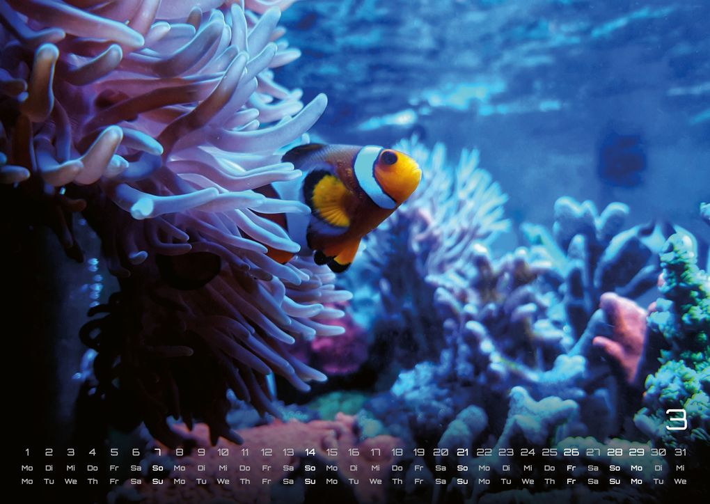 Weitere Ansicht: Sealife - verborgene Tiefen - 2027 - Kalender DIN A3