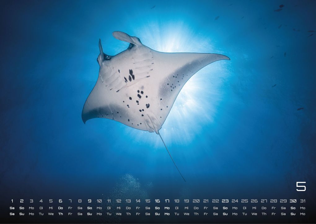 Weitere Ansicht: Sealife - verborgene Tiefen - 2027 - Kalender DIN A3
