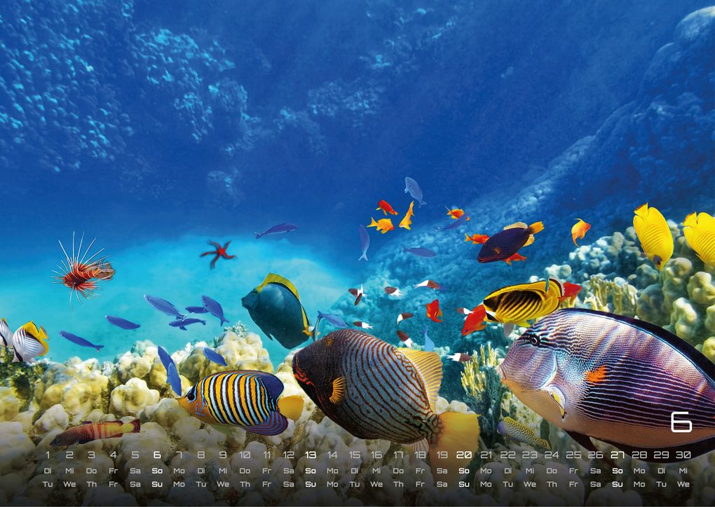 Weitere Ansicht: Sealife - verborgene Tiefen - 2027 - Kalender DIN A3