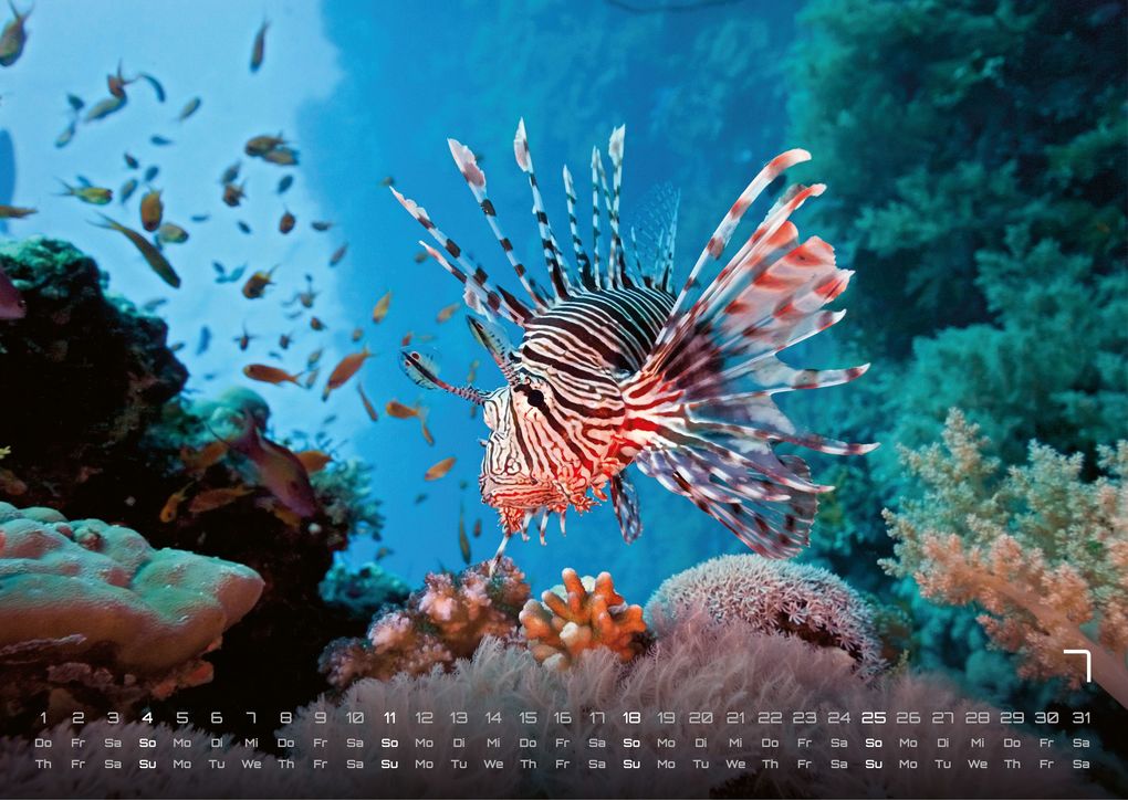 Weitere Ansicht: Sealife - verborgene Tiefen - 2027 - Kalender DIN A3