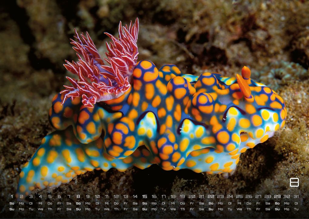 Weitere Ansicht: Sealife - verborgene Tiefen - 2027 - Kalender DIN A3