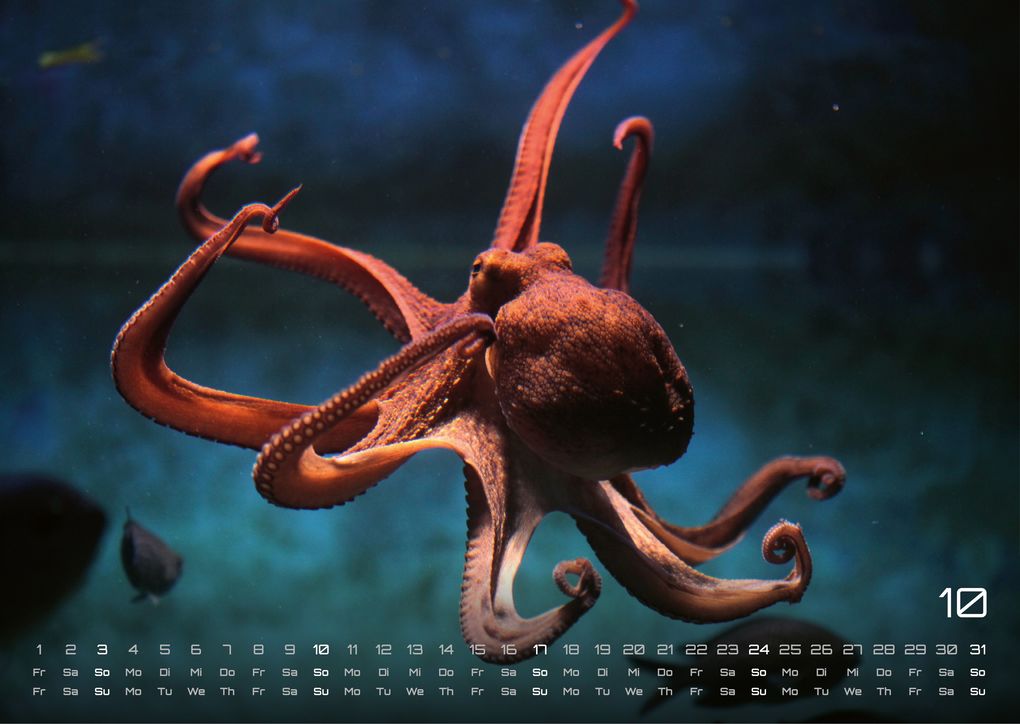 Weitere Ansicht: Sealife - verborgene Tiefen - 2027 - Kalender DIN A3