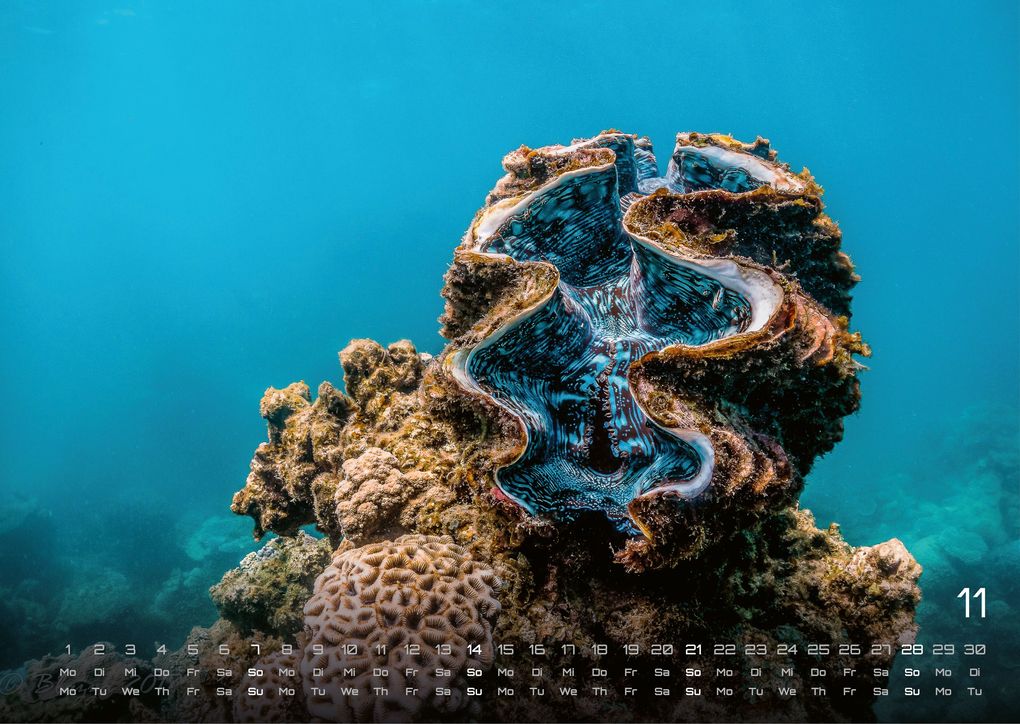 Weitere Ansicht: Sealife - verborgene Tiefen - 2027 - Kalender DIN A3