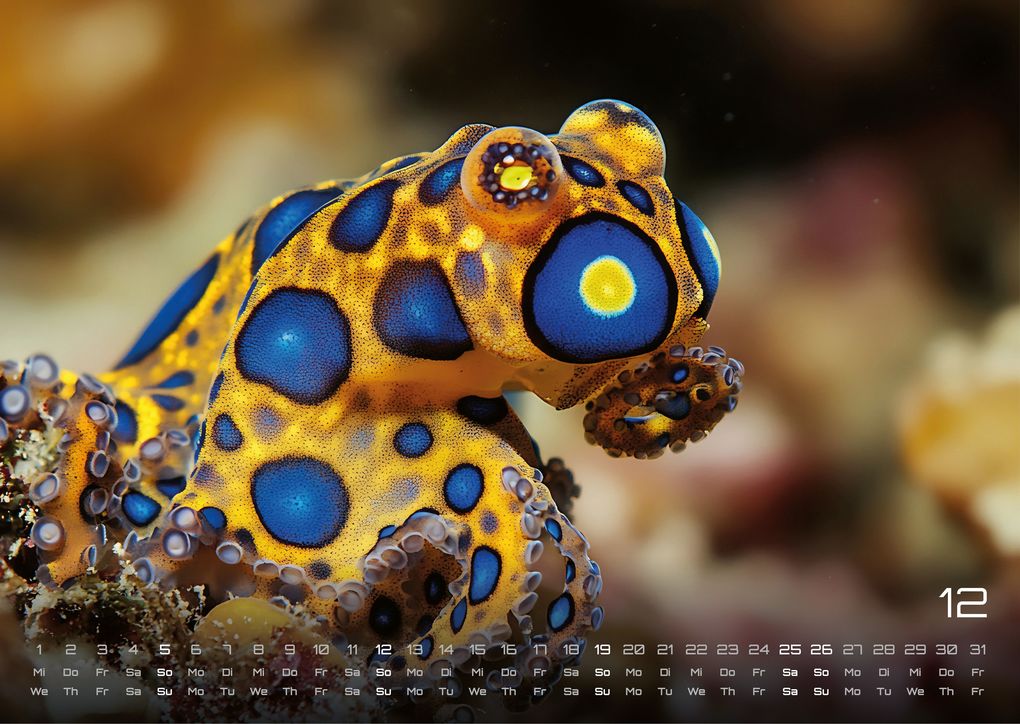 Weitere Ansicht: Sealife - verborgene Tiefen - 2027 - Kalender DIN A3
