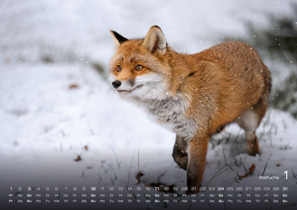 Weitere Ansicht: Waldtiere - Heimische Waldbewohner - Der Tierkalender - 2027 - Kalender DIN A2