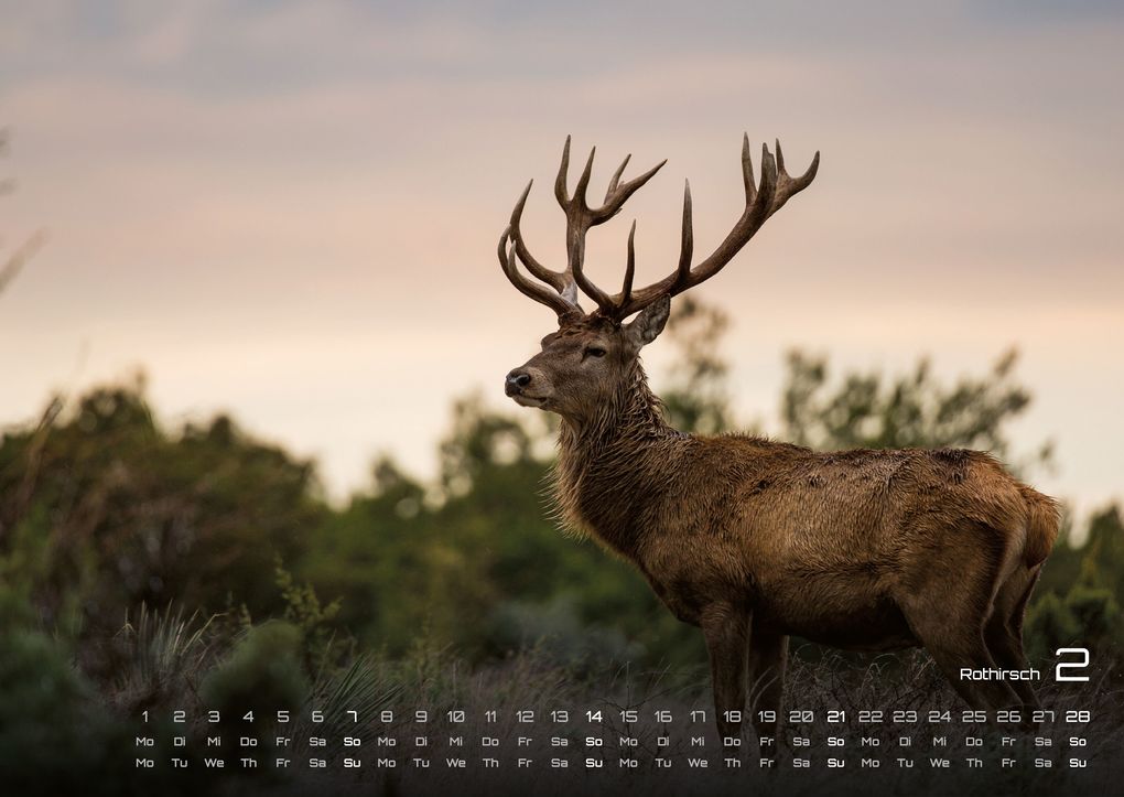Weitere Ansicht: Waldtiere - Heimische Waldbewohner - Der Tierkalender - 2027 - Kalender DIN A2