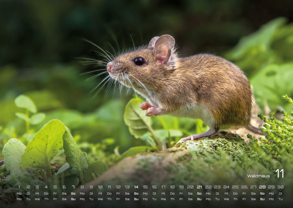 Weitere Ansicht: Waldtiere - Heimische Waldbewohner - Der Tierkalender - 2027 - Kalender DIN A2