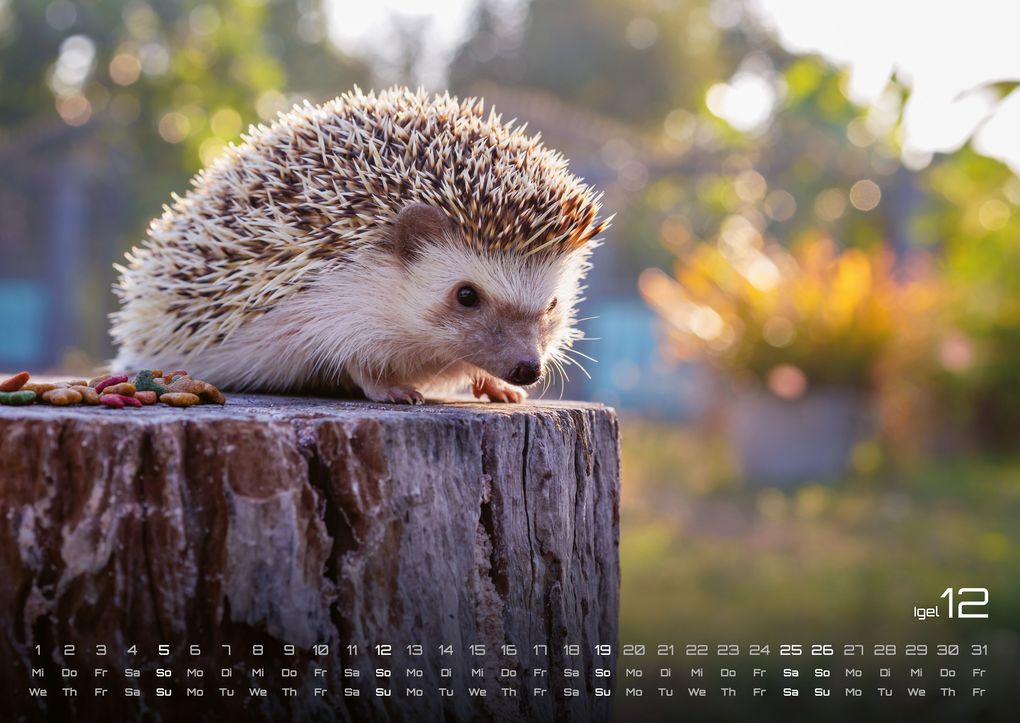 Weitere Ansicht: Waldtiere - Heimische Waldbewohner - Der Tierkalender - 2027 - Kalender DIN A2