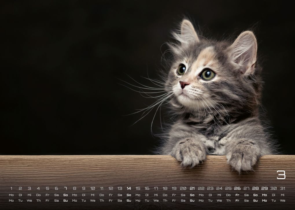 Weitere Ansicht: Miau Kids - kleine Tiger ganz groß - Der Katzenkalender - 2027 - Kalender DIN A3
