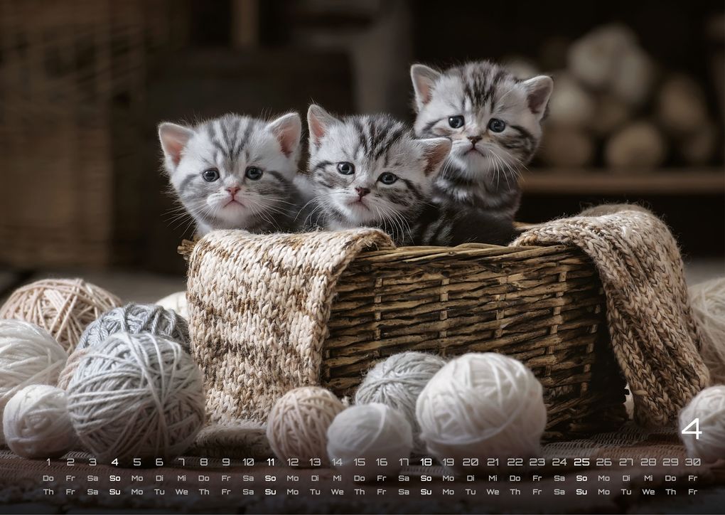 Weitere Ansicht: Miau Kids - kleine Tiger ganz groß - Der Katzenkalender - 2027 - Kalender DIN A3