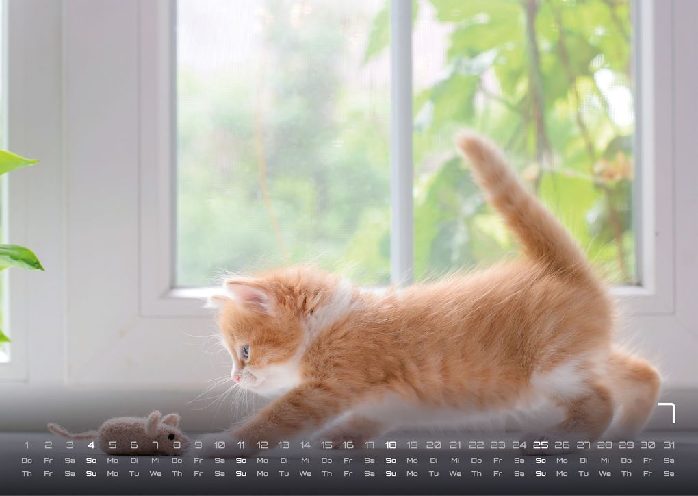 Weitere Ansicht: Miau Kids - kleine Tiger ganz groß - Der Katzenkalender - 2027 - Kalender DIN A3