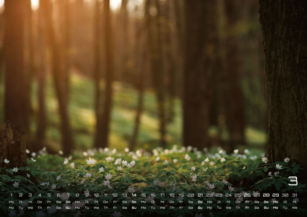 Weitere Ansicht: Wald - Erholung für Mensch und Tier - 2027 - Kalender DIN A2