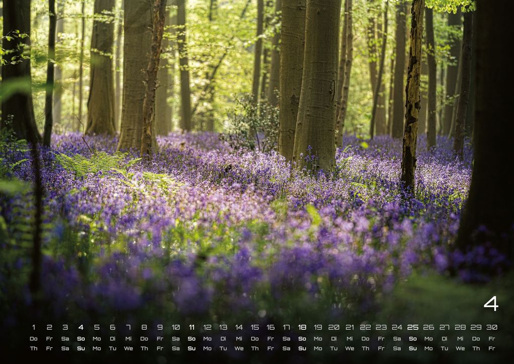 Weitere Ansicht: Wald - Erholung für Mensch und Tier - 2027 - Kalender DIN A2