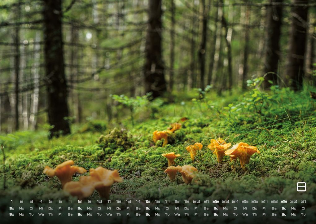 Weitere Ansicht: Wald - Erholung für Mensch und Tier - 2027 - Kalender DIN A2