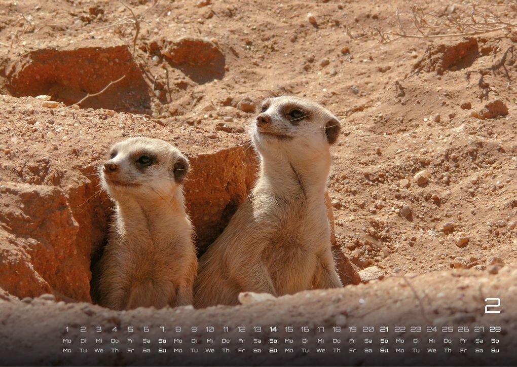 Weitere Ansicht: Erdmännchen - Kleine Wächter, große Abenteuer! - 2027 - Kalender DIN A3