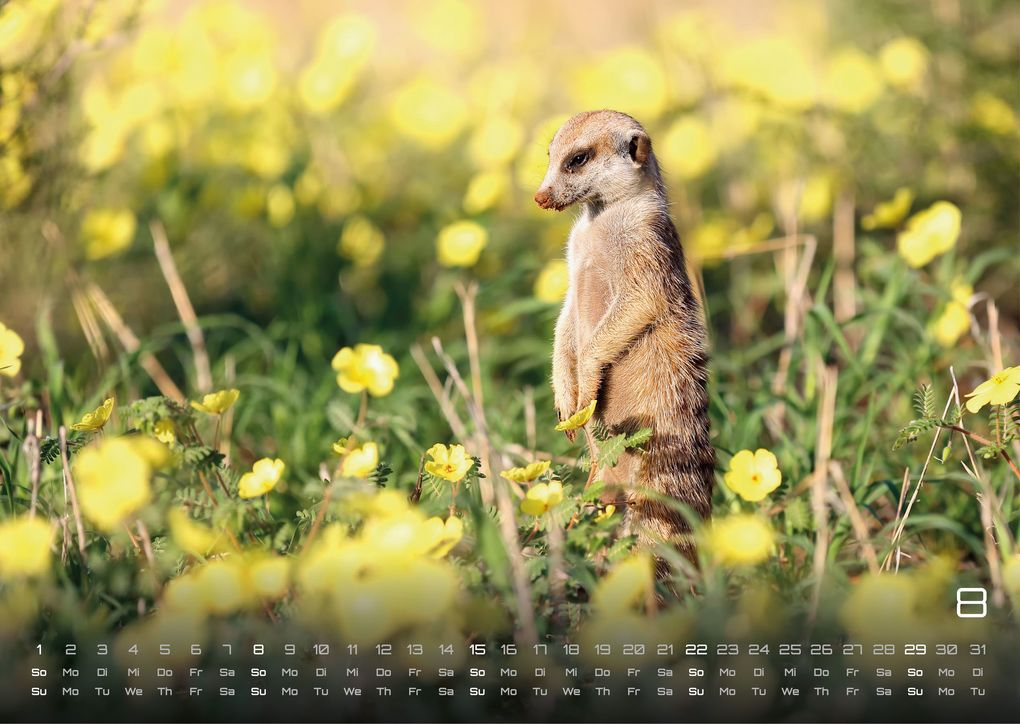 Weitere Ansicht: Erdmännchen - Kleine Wächter, große Abenteuer! - 2027 - Kalender DIN A3