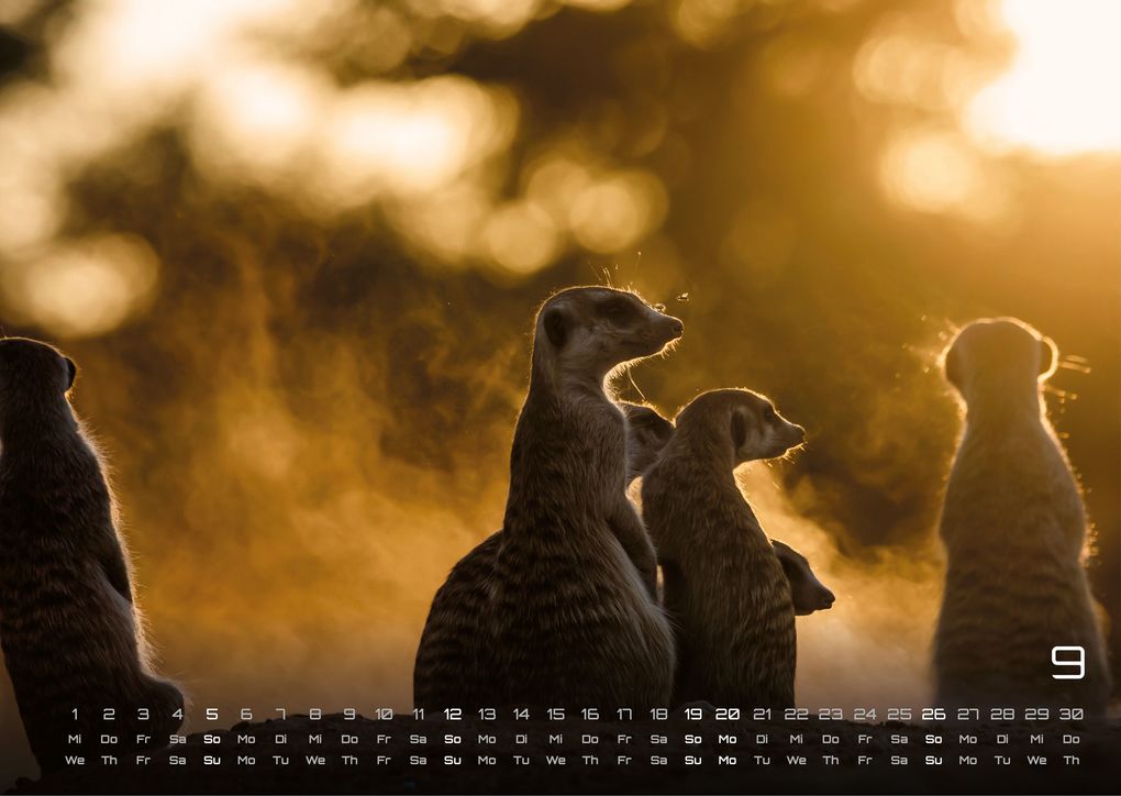 Weitere Ansicht: Erdmännchen - Kleine Wächter, große Abenteuer! - 2027 - Kalender DIN A3