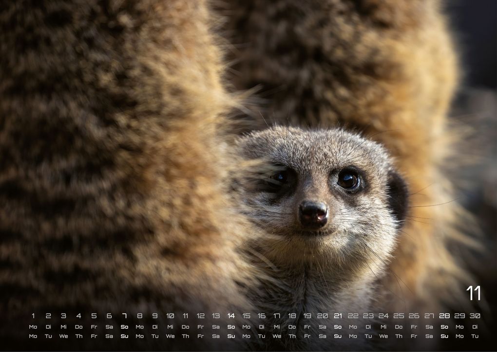 Weitere Ansicht: Erdmännchen - Kleine Wächter, große Abenteuer! - 2027 - Kalender DIN A3