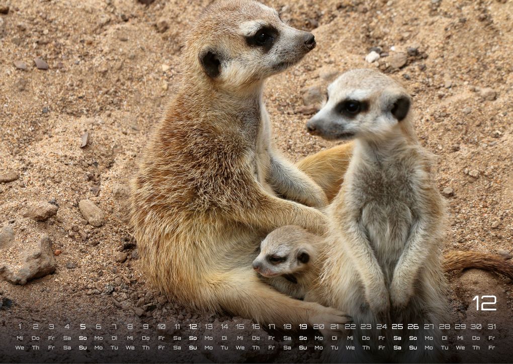 Weitere Ansicht: Erdmännchen - Kleine Wächter, große Abenteuer! - 2027 - Kalender DIN A3