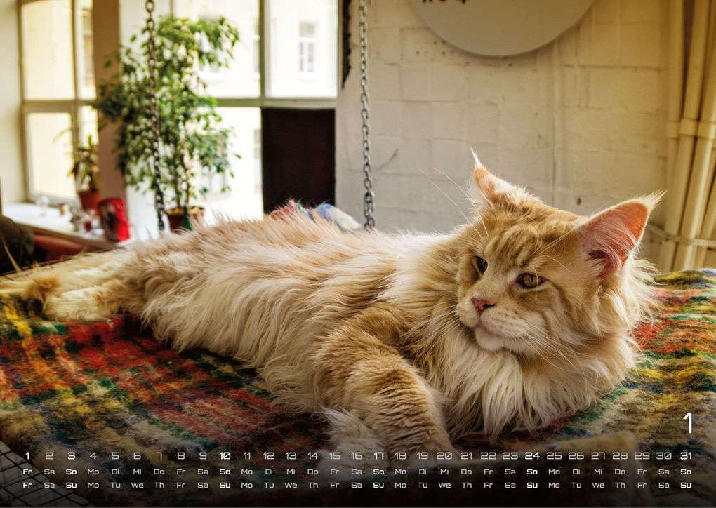 Weitere Ansicht: Miau - Unsere Stubentiger - Der Katzenkalender - 2027 - Kalender DIN A3