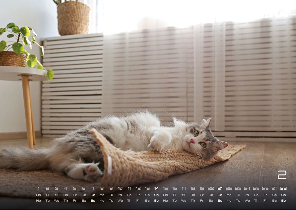 Weitere Ansicht: Miau - Unsere Stubentiger - Der Katzenkalender - 2027 - Kalender DIN A3