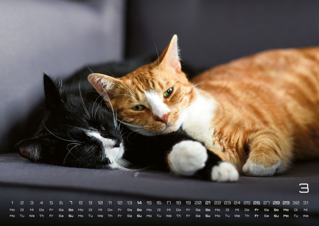 Weitere Ansicht: Miau - Unsere Stubentiger - Der Katzenkalender - 2027 - Kalender DIN A3