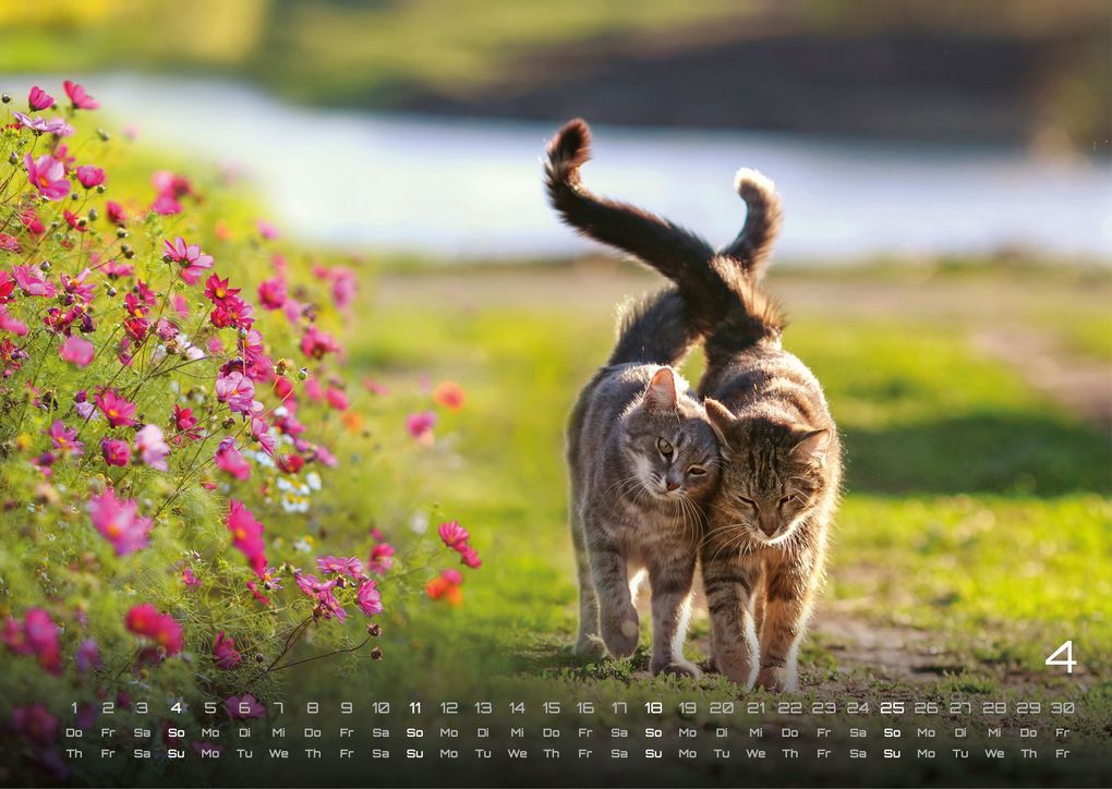Weitere Ansicht: Miau - Unsere Stubentiger - Der Katzenkalender - 2027 - Kalender DIN A3