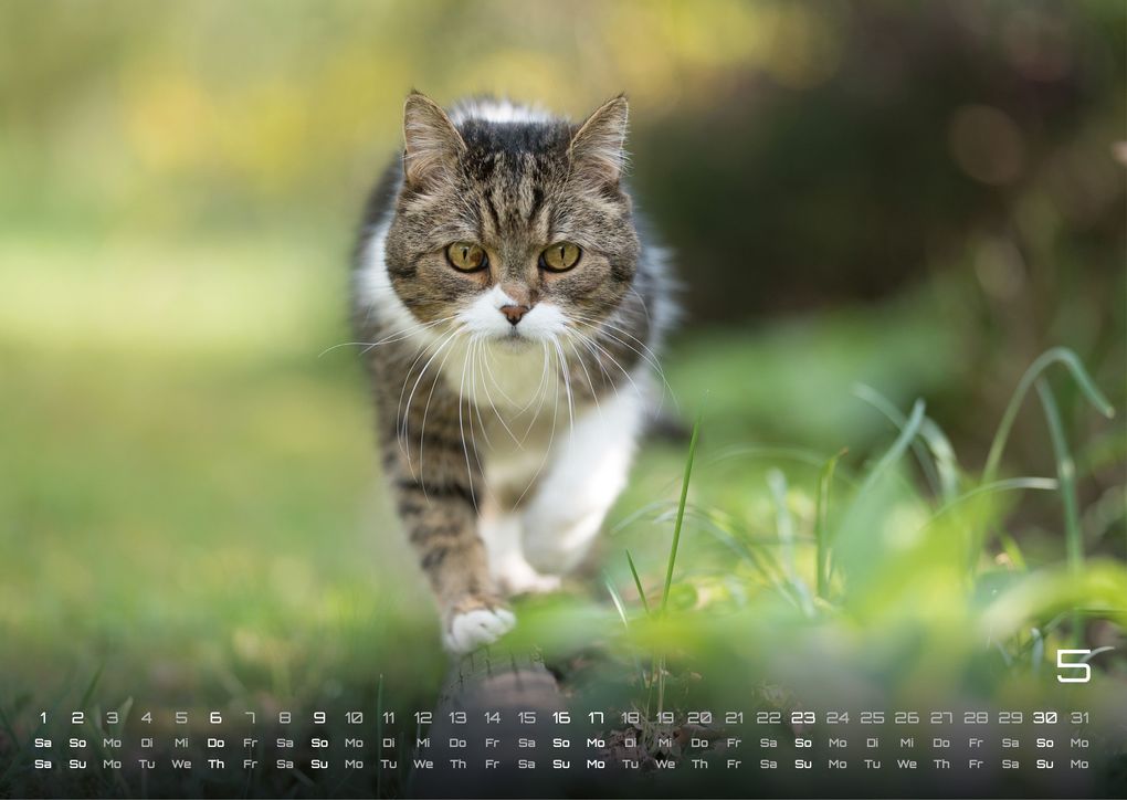 Weitere Ansicht: Miau - Unsere Stubentiger - Der Katzenkalender - 2027 - Kalender DIN A3