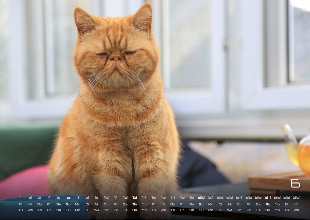 Weitere Ansicht: Miau - Unsere Stubentiger - Der Katzenkalender - 2027 - Kalender DIN A3