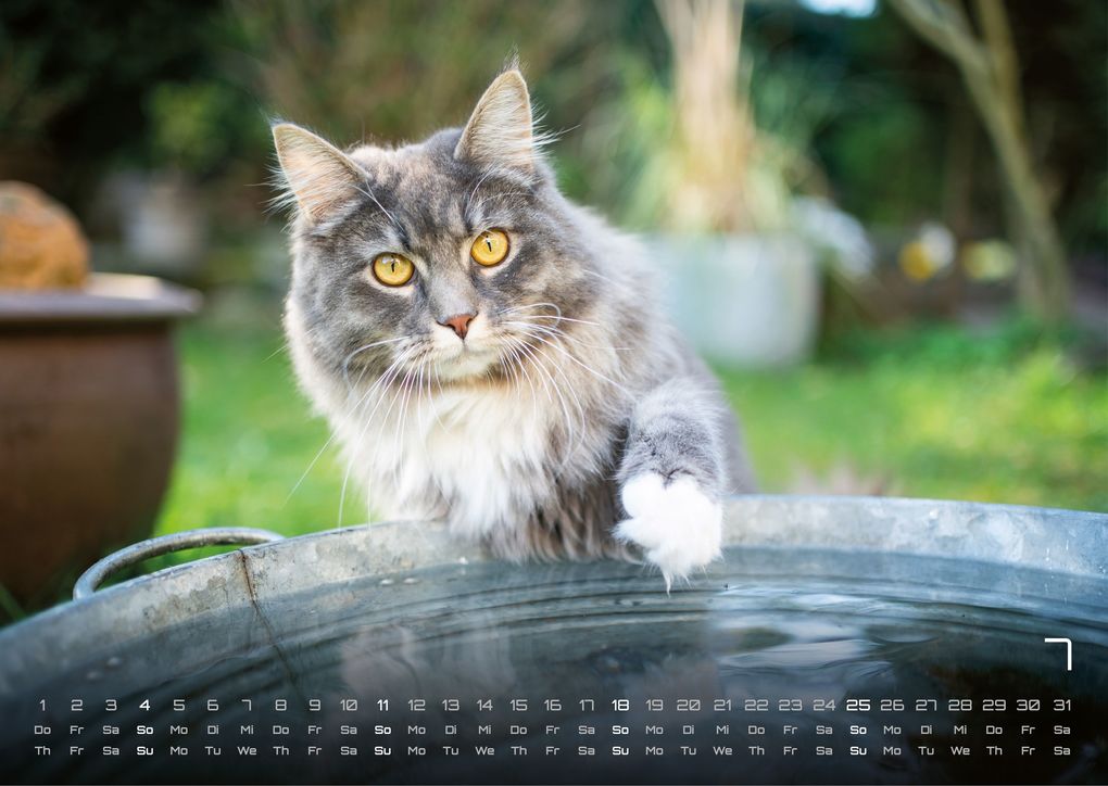 Weitere Ansicht: Miau - Unsere Stubentiger - Der Katzenkalender - 2027 - Kalender DIN A3