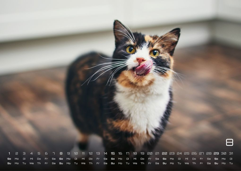 Weitere Ansicht: Miau - Unsere Stubentiger - Der Katzenkalender - 2027 - Kalender DIN A3