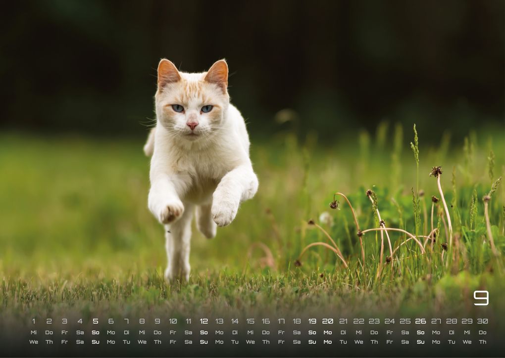 Weitere Ansicht: Miau - Unsere Stubentiger - Der Katzenkalender - 2027 - Kalender DIN A3