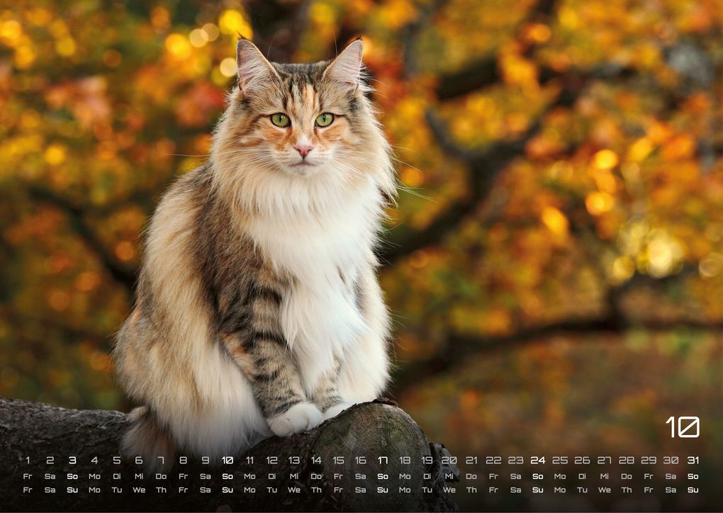 Weitere Ansicht: Miau - Unsere Stubentiger - Der Katzenkalender - 2027 - Kalender DIN A3