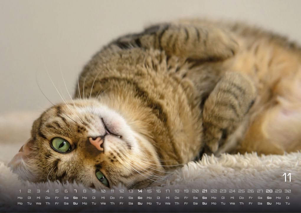 Weitere Ansicht: Miau - Unsere Stubentiger - Der Katzenkalender - 2027 - Kalender DIN A3