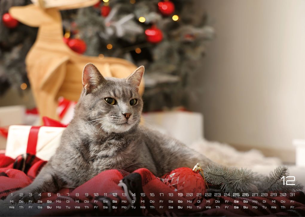 Weitere Ansicht: Miau - Unsere Stubentiger - Der Katzenkalender - 2027 - Kalender DIN A3