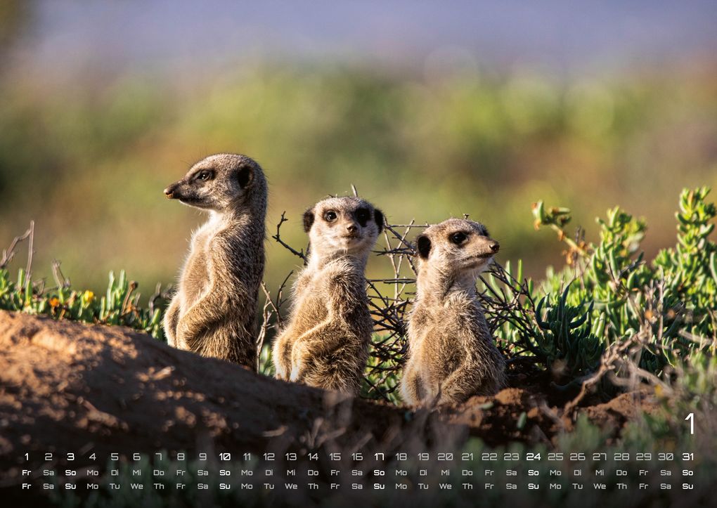 Weitere Ansicht: Erdmännchen - Kleine Wächter, große Abenteuer! - 2027 - Kalender DIN A2